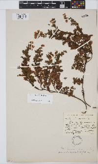 Hermannia grossularifolia image