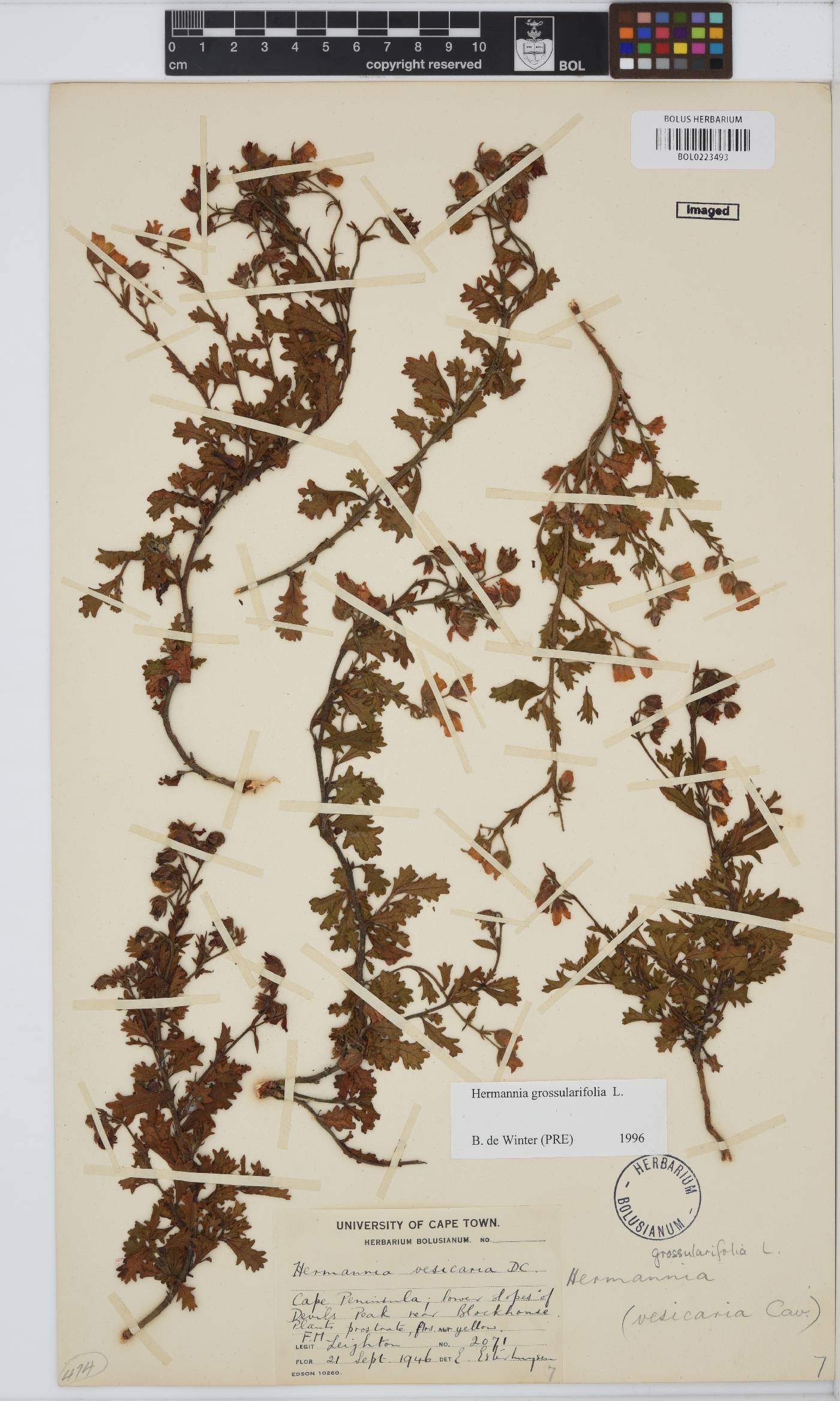 Hermannia grossularifolia image