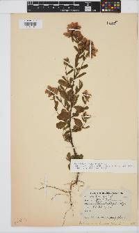 Image of Hermannia hyssopifolia