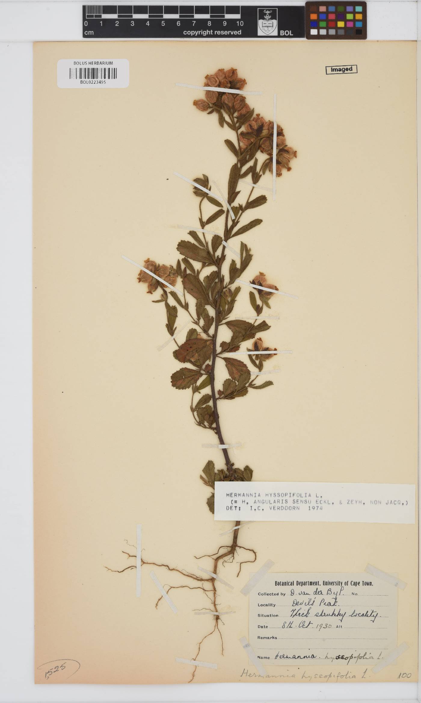 Hermannia hyssopifolia image