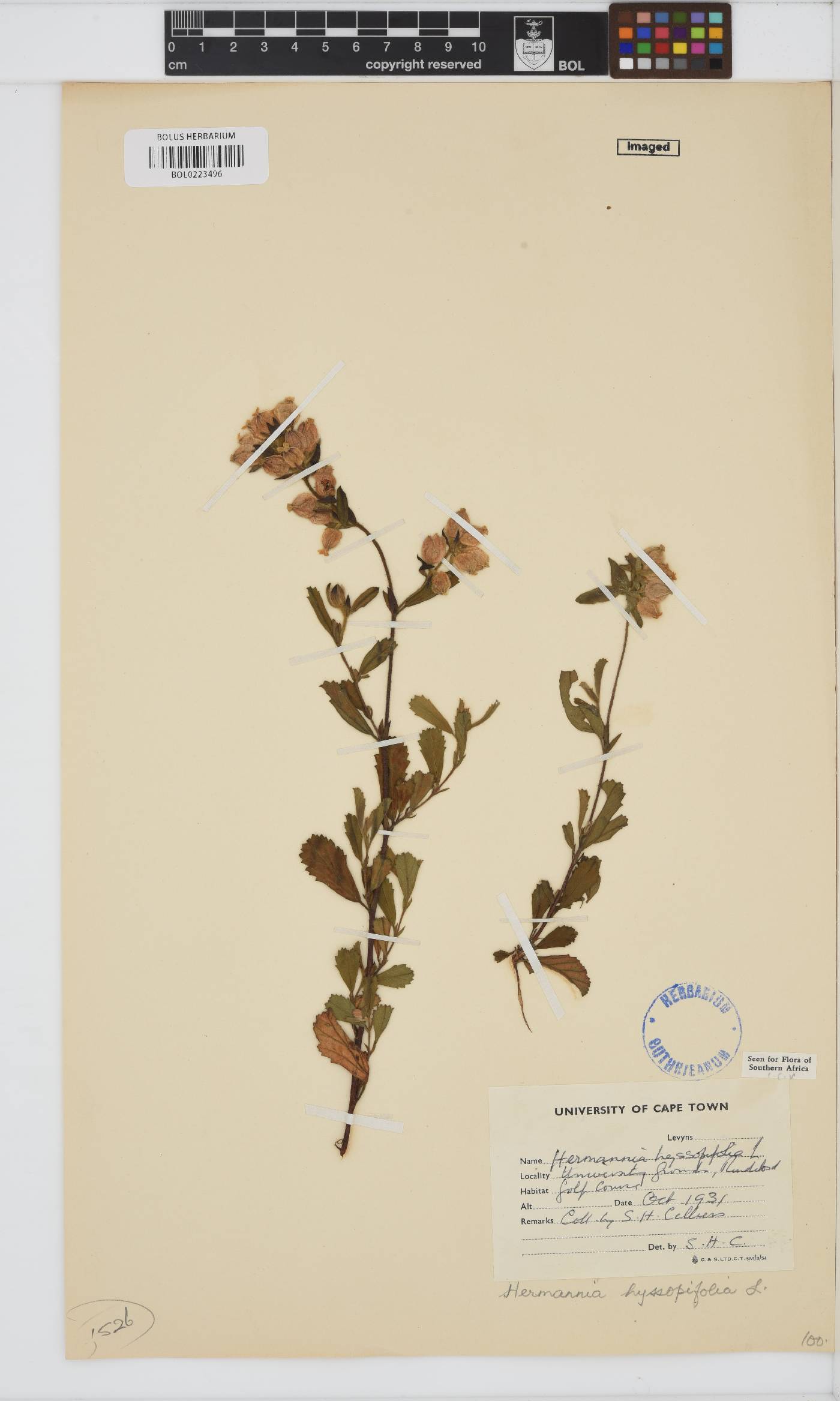 Hermannia hyssopifolia image