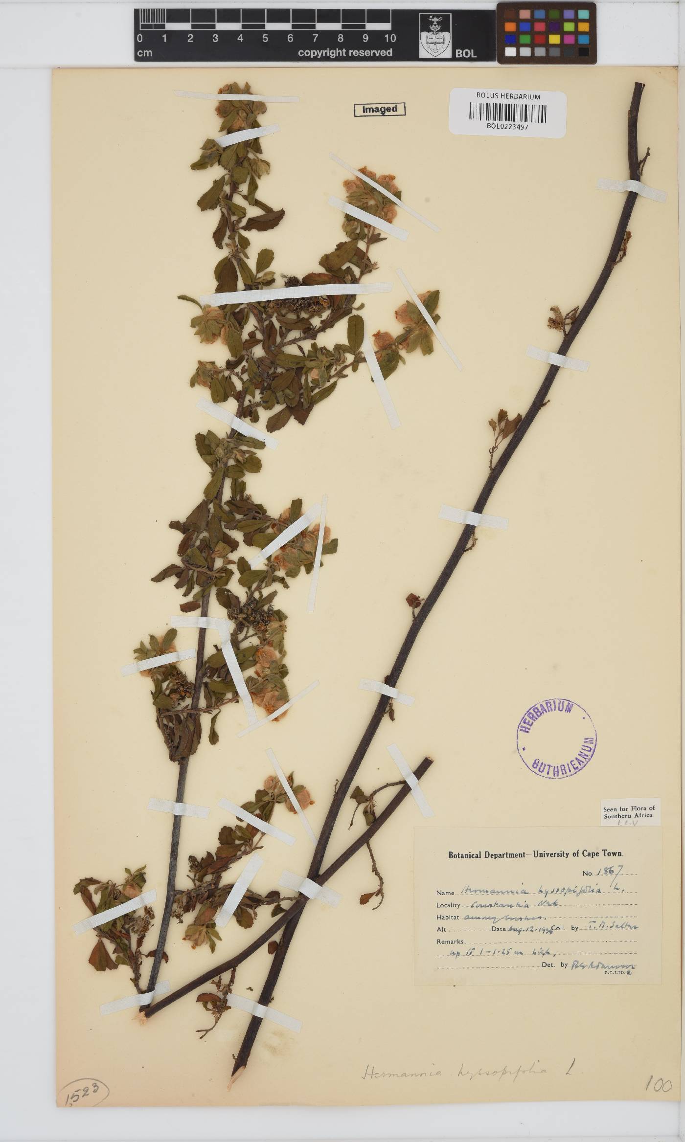 Hermannia hyssopifolia image