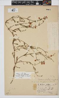 Hermannia linifolia image