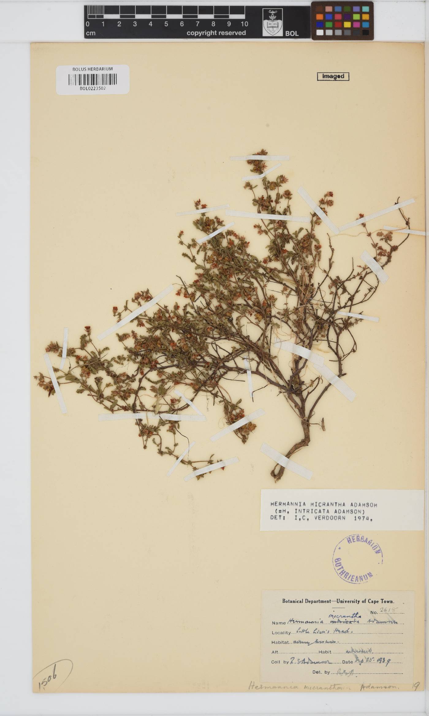 Hermannia micrantha image