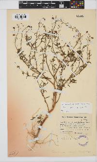 Image of Hermannia modesta