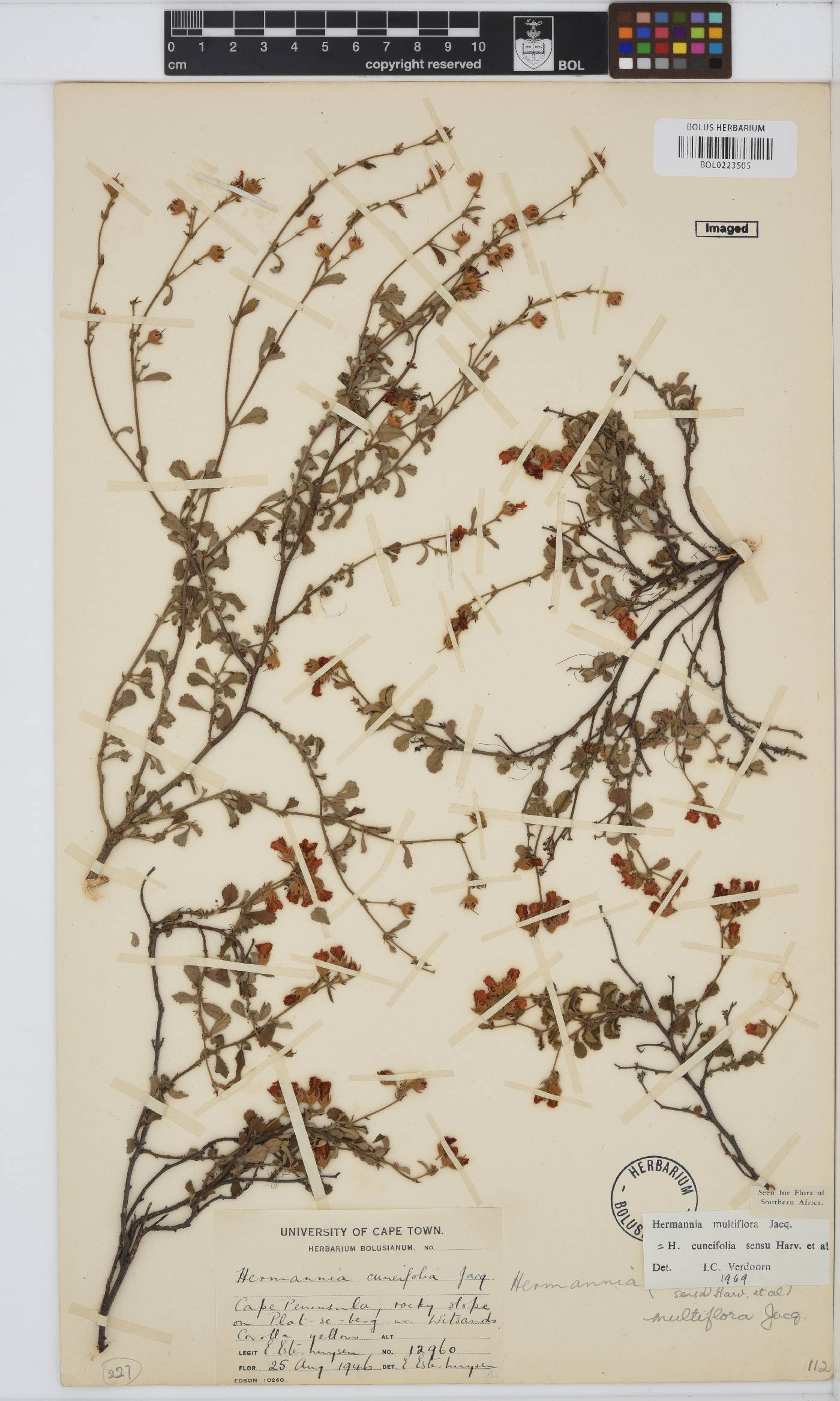 Hermannia multiflora image