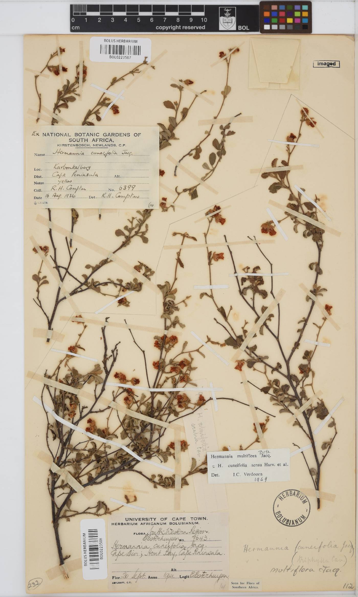 Hermannia multiflora image