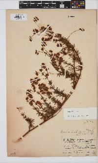 Image of Hermannia pinnata