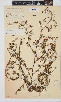 Hermannia pinnata image