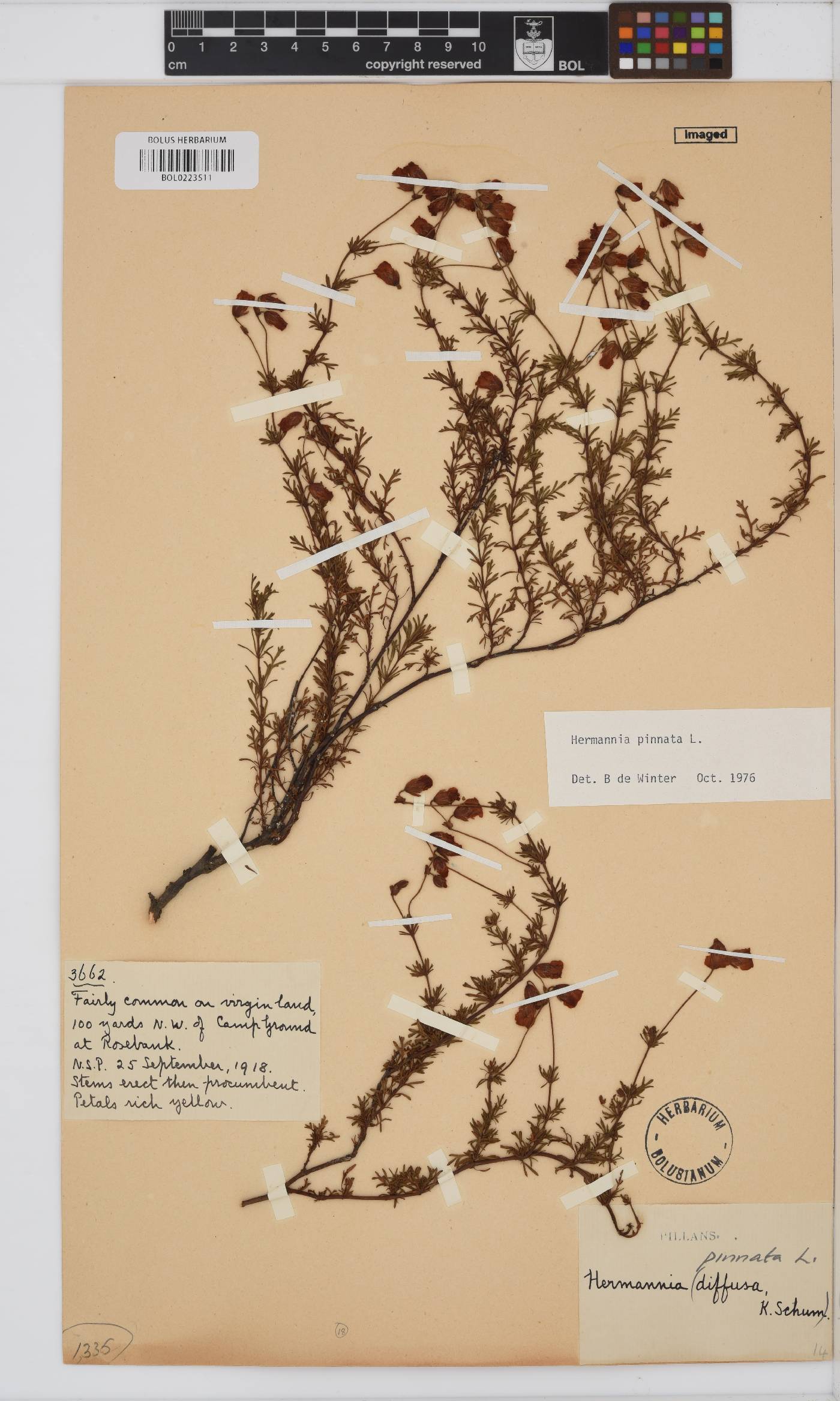 Hermannia pinnata image