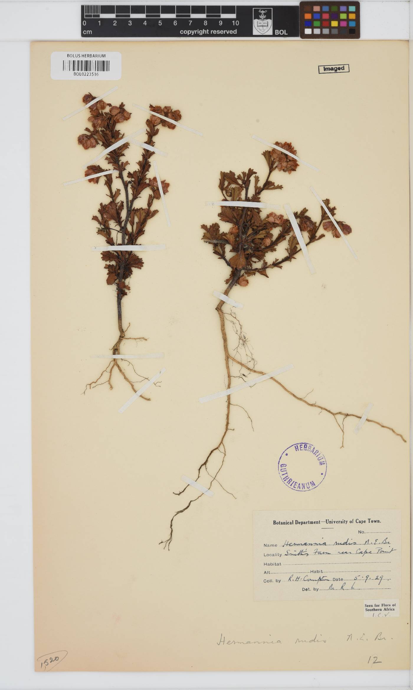 Hermannia rudis image