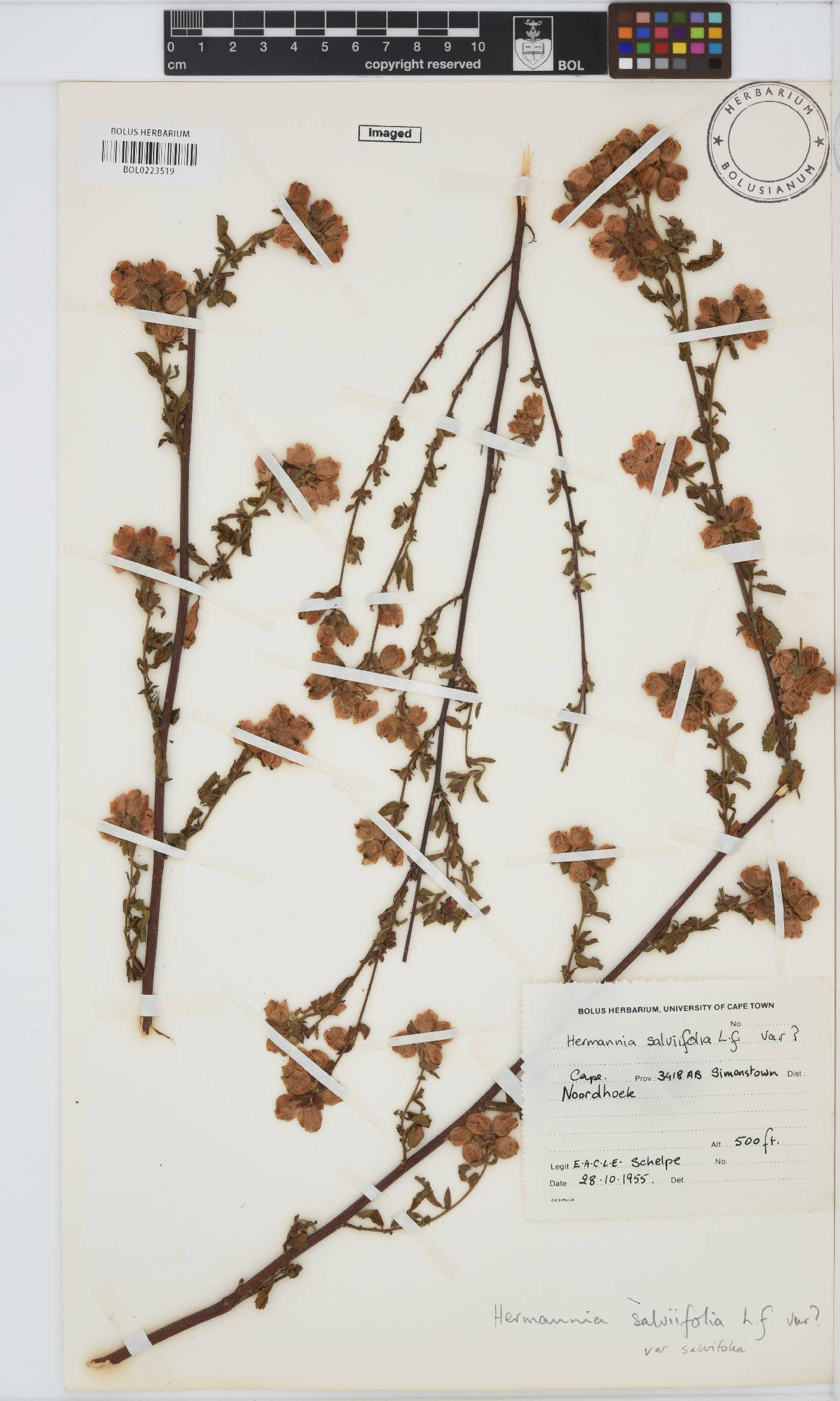 Hermannia salviifolia var. salviifolia image