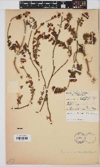 Image of Hermannia ternifolia