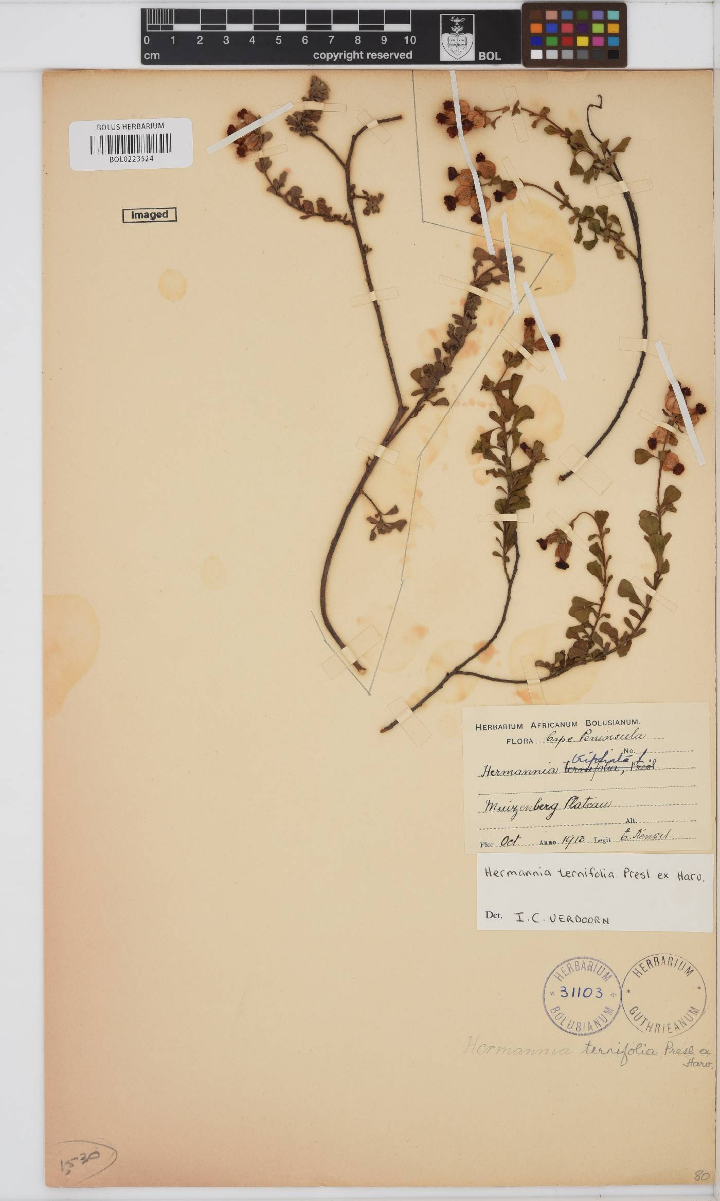 Hermannia ternifolia image