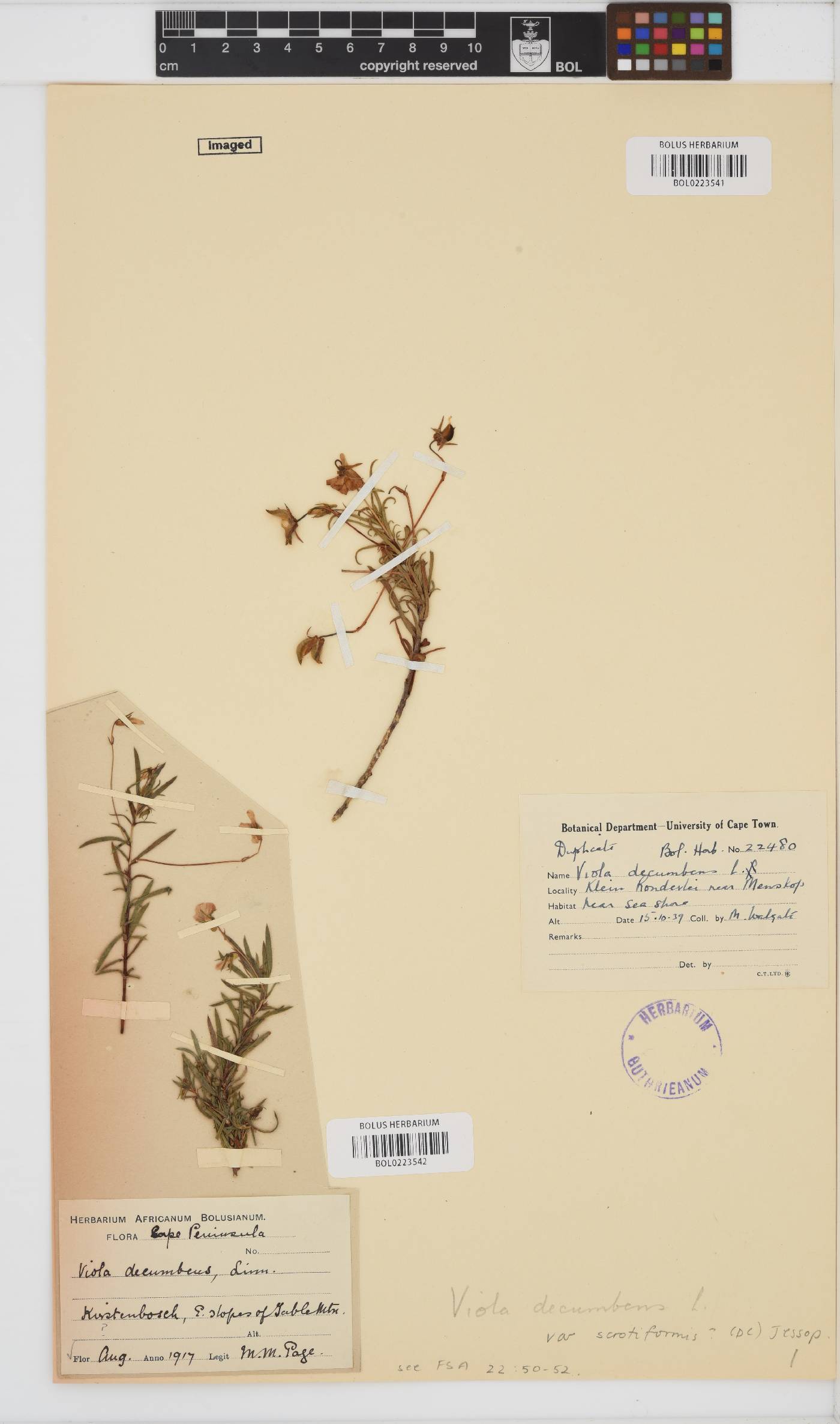 Viola decumbens var. scrotiformis image