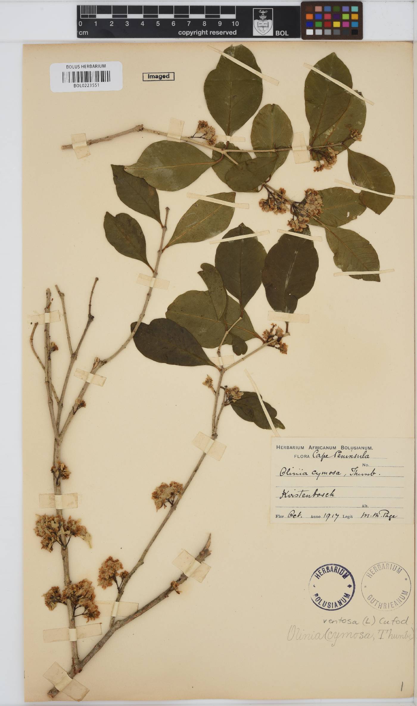 Oliniaceae image
