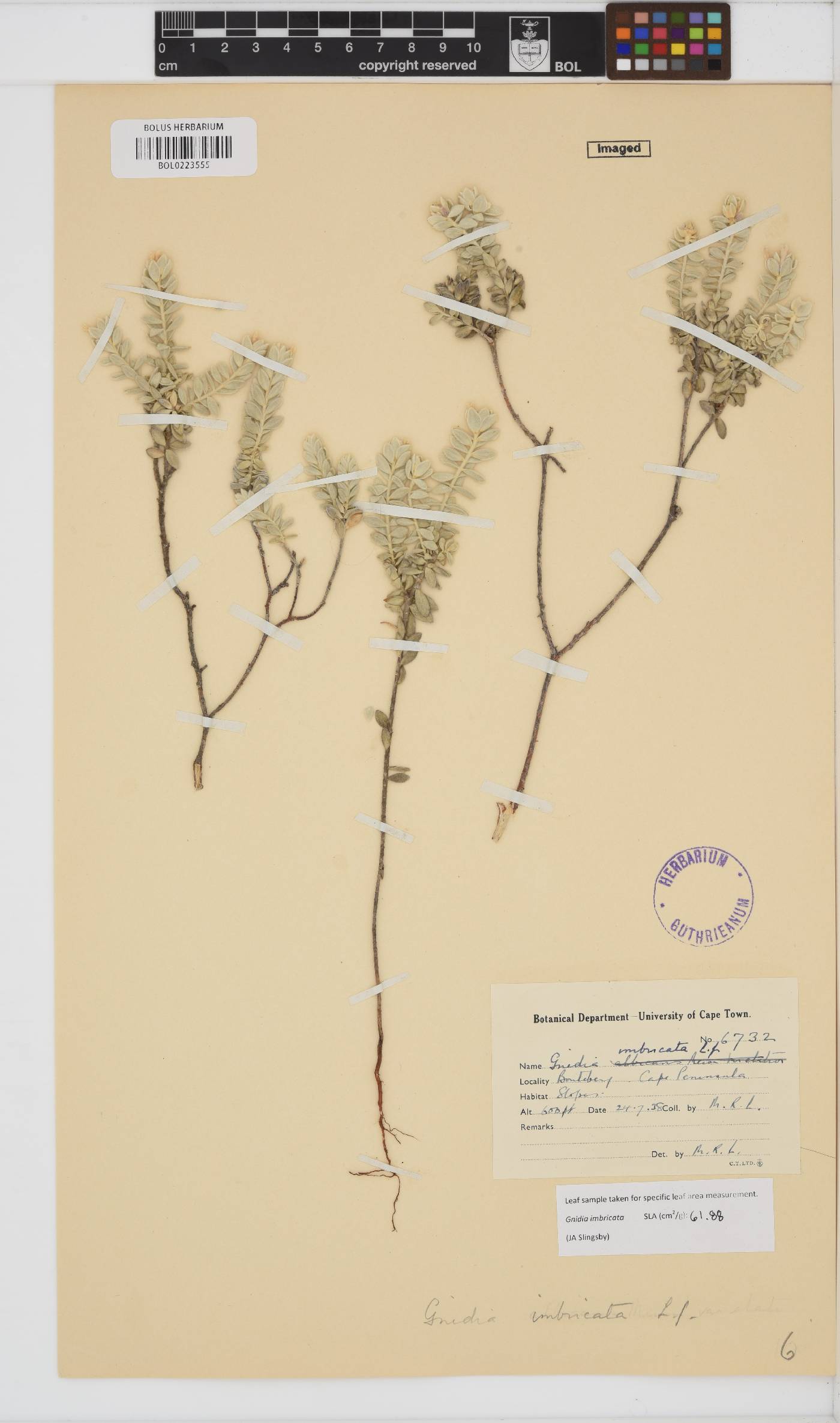 Gnidia imbricata image