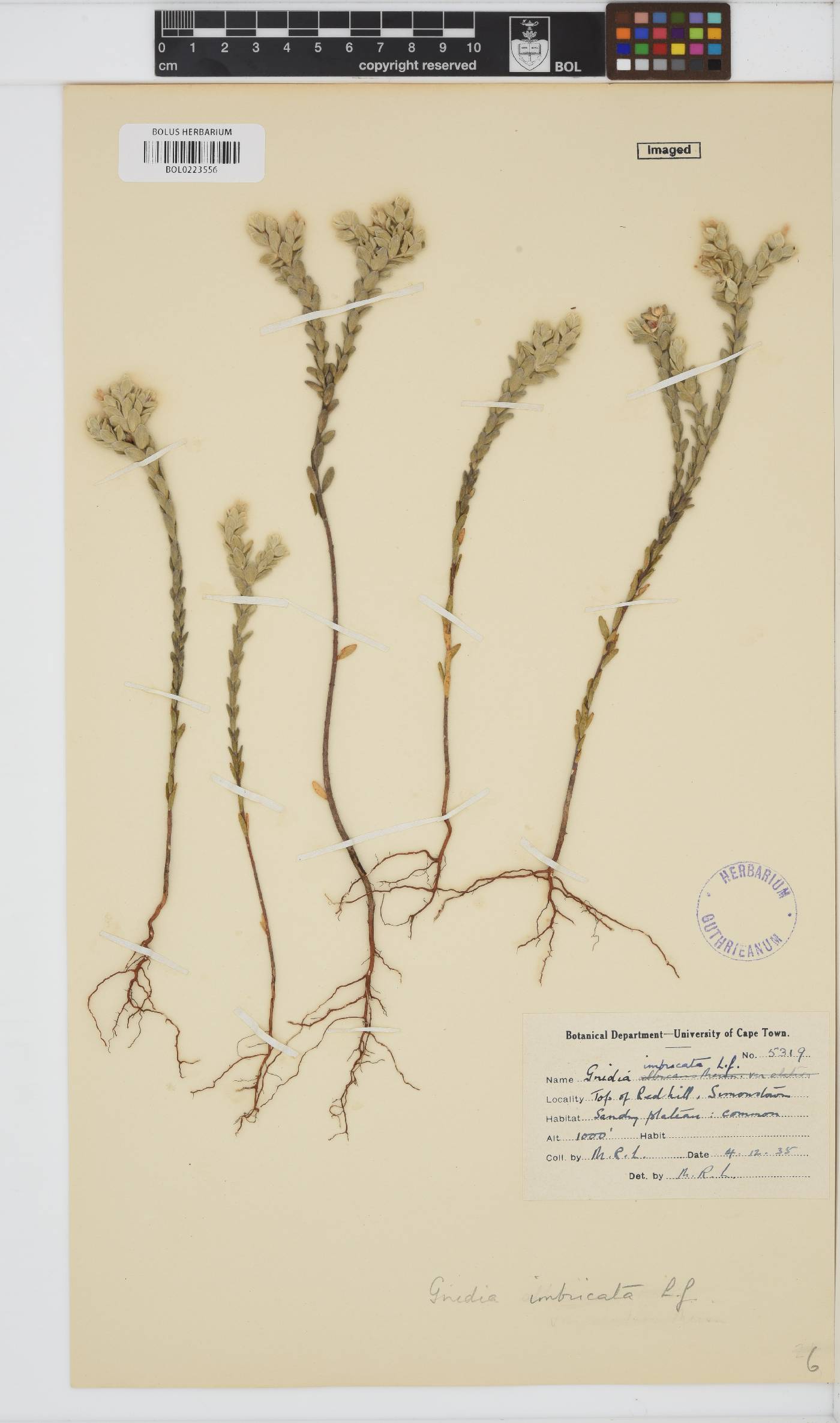 Gnidia imbricata image