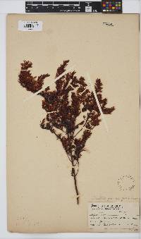 Gnidia juniperifolia image
