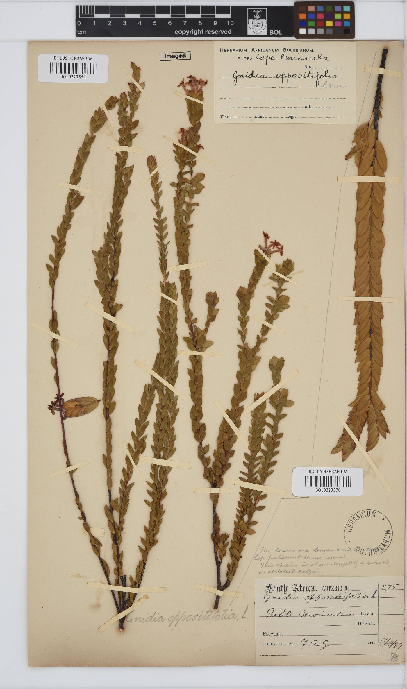 Gnidia oppositifolia image