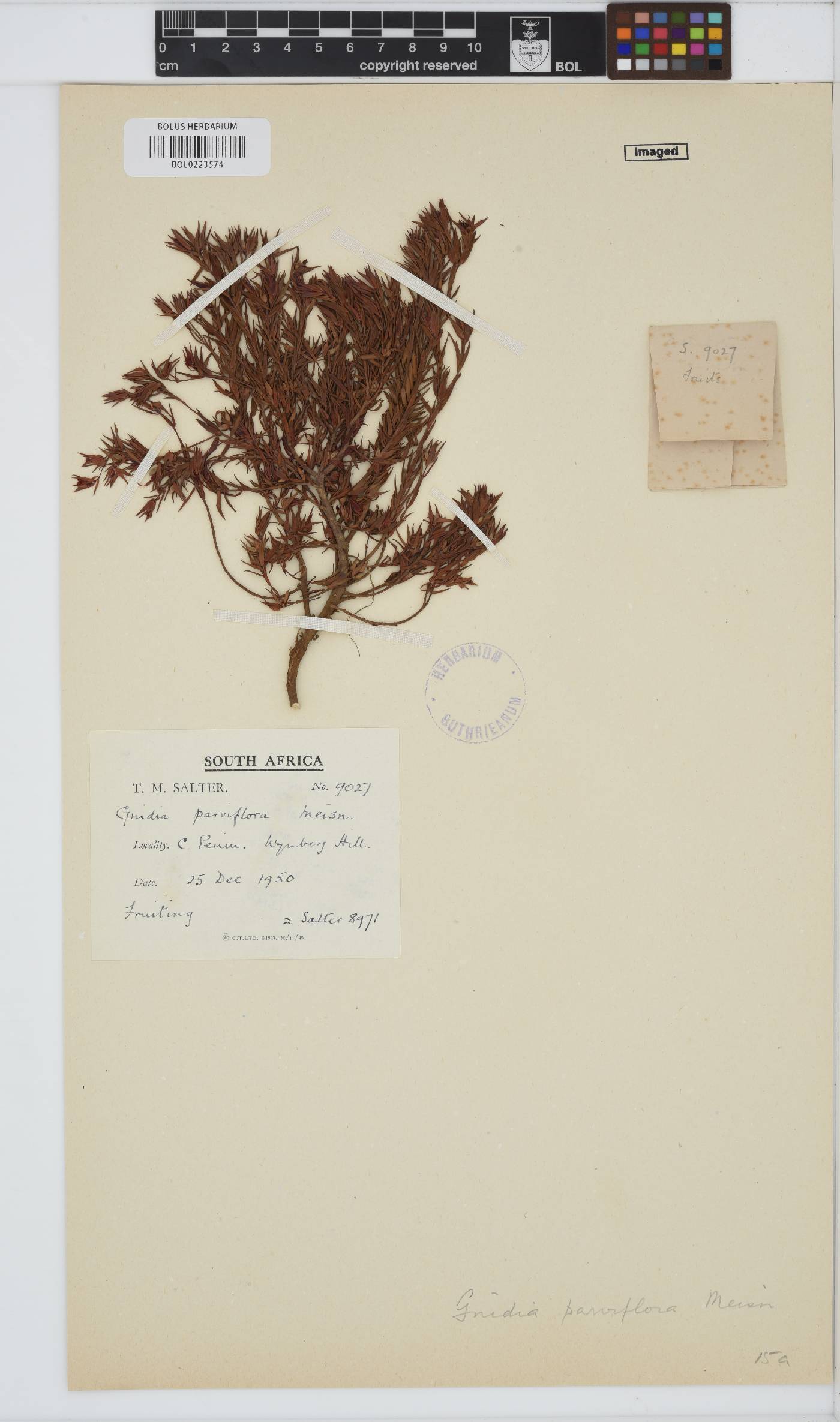 Gnidia parviflora image