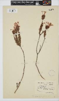 Image of Gnidia pinifolia