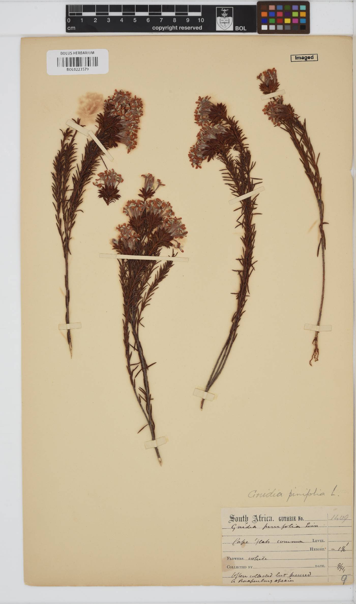 Gnidia pinifolia image