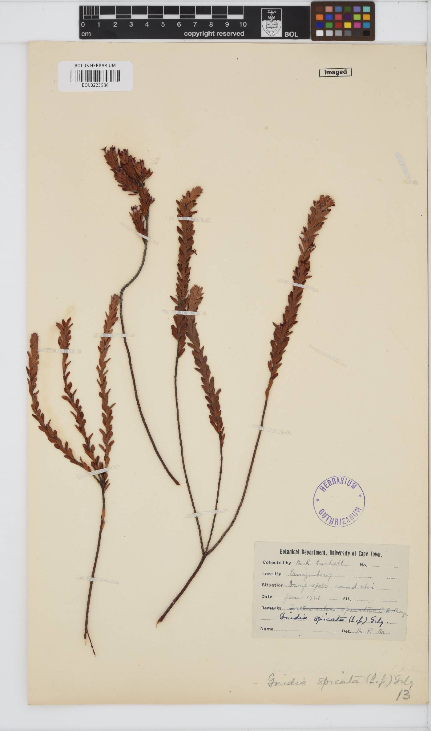 Gnidia spicata image