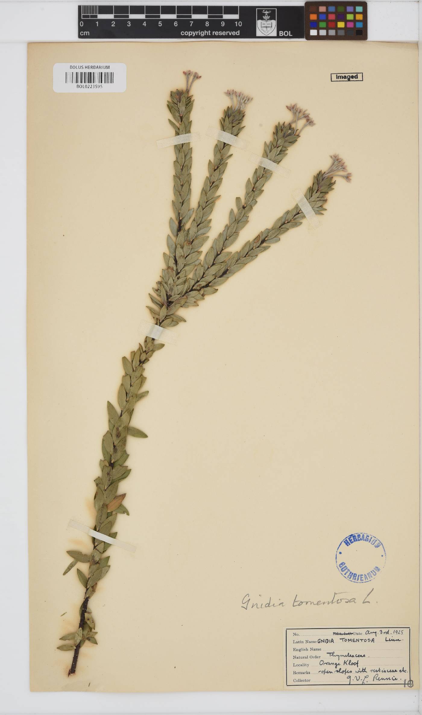 Gnidia tomentosa image