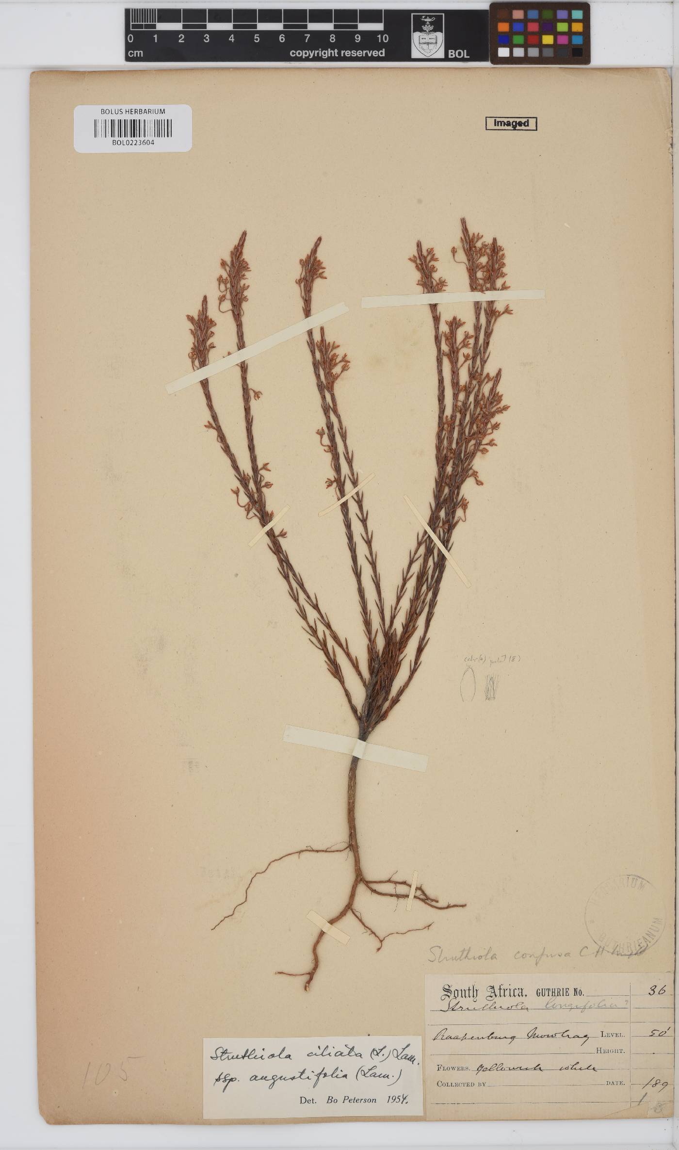 Struthiola ciliata image