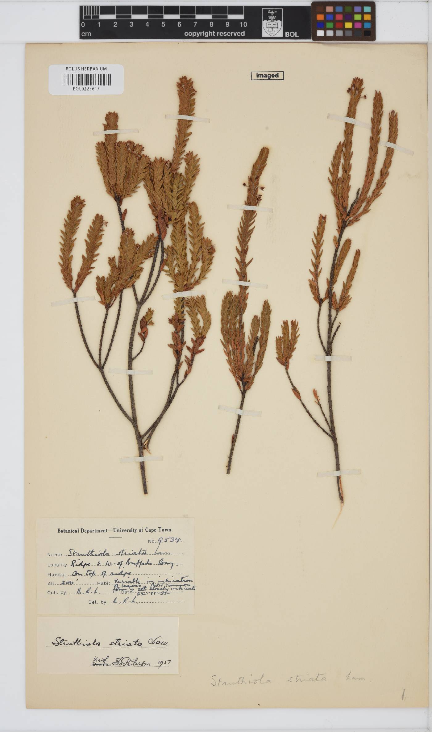 Struthiola striata image