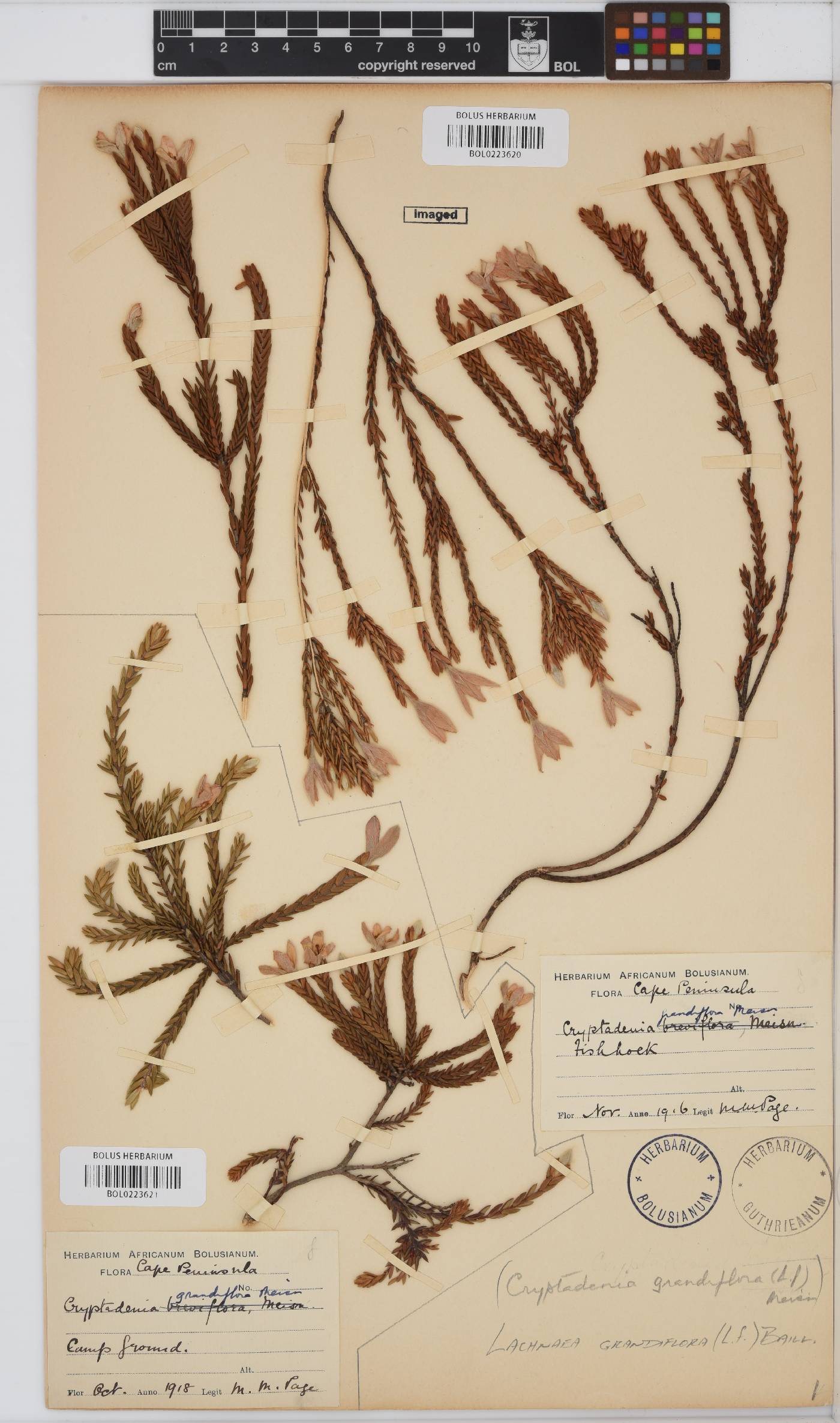 Lachnaea grandiflora image