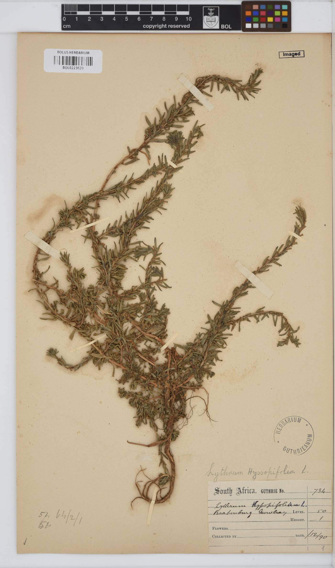 Lythrum hyssopifolia image