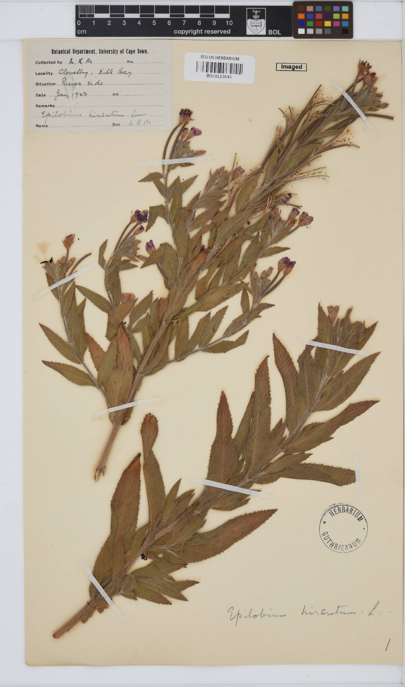 Epilobium hirsutum image