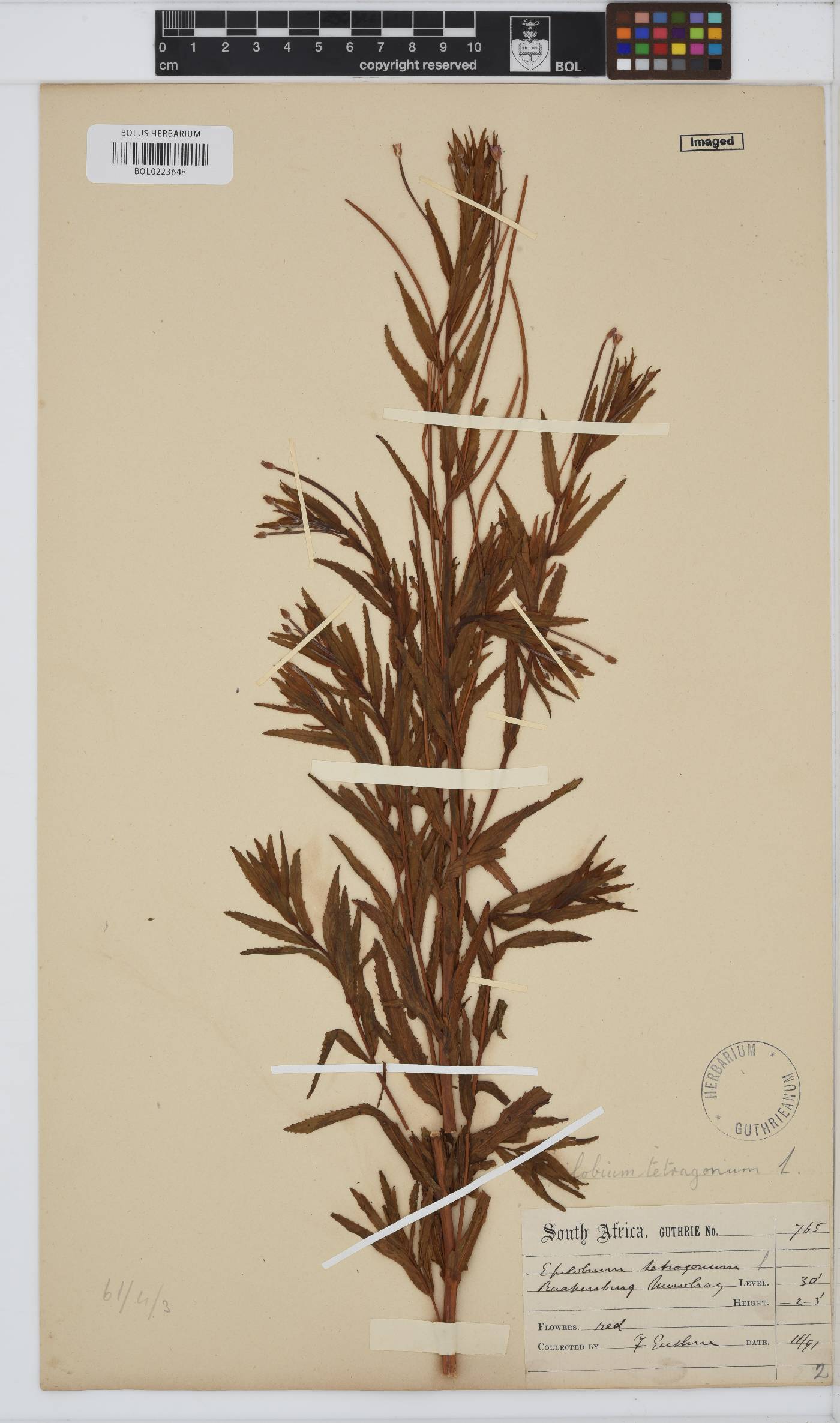 Epilobium tetragonum image