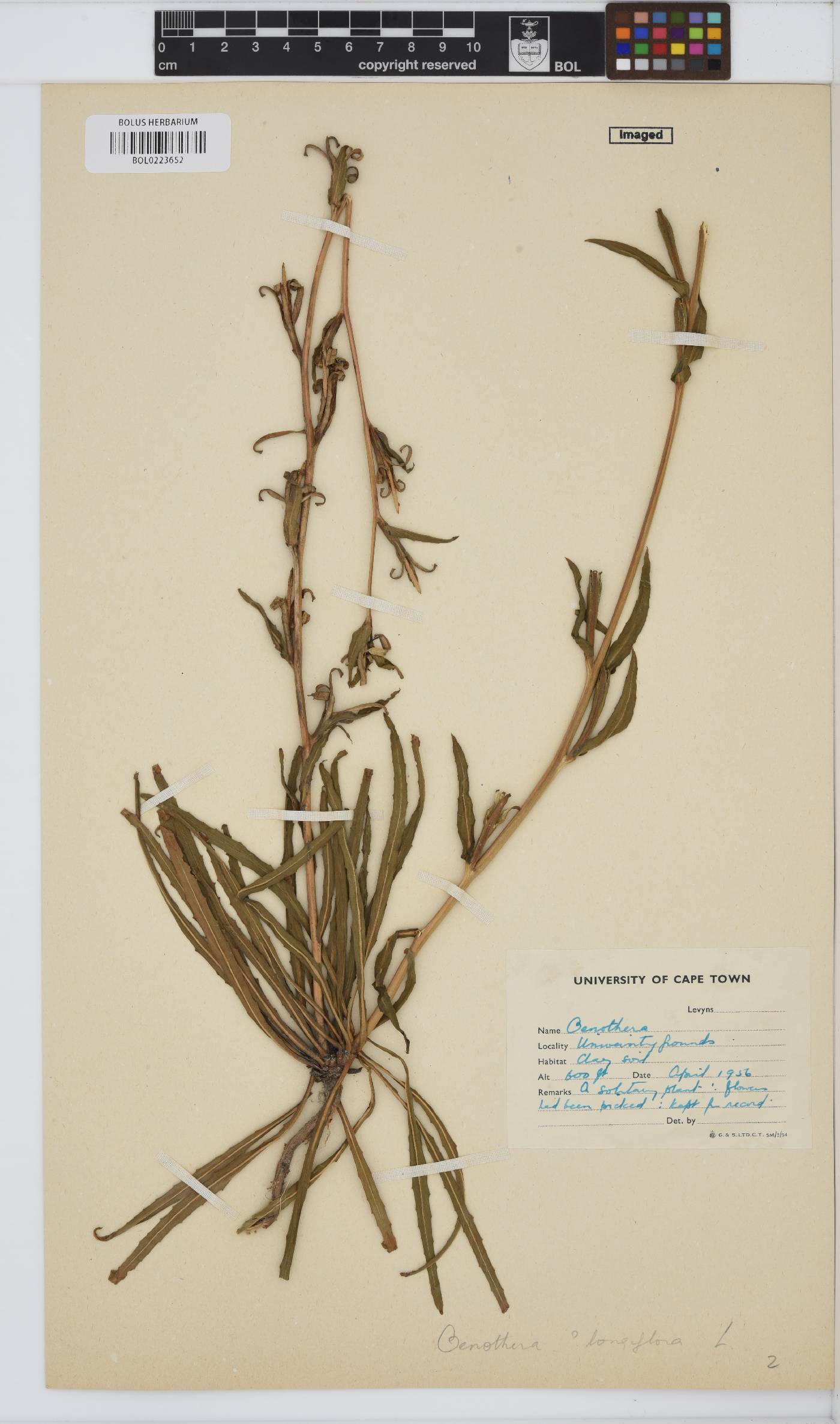 Oenothera longiflora image