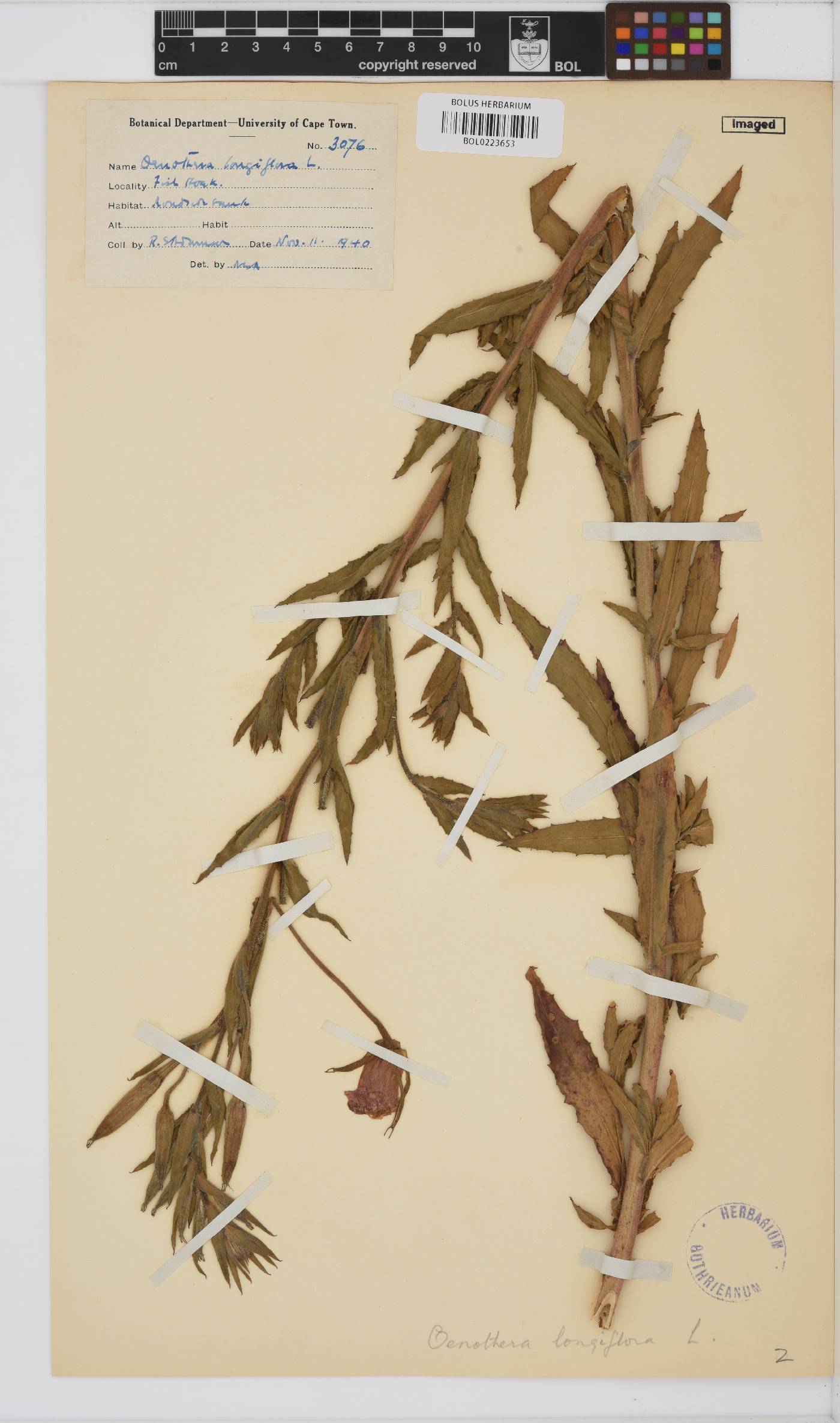 Oenothera longiflora image