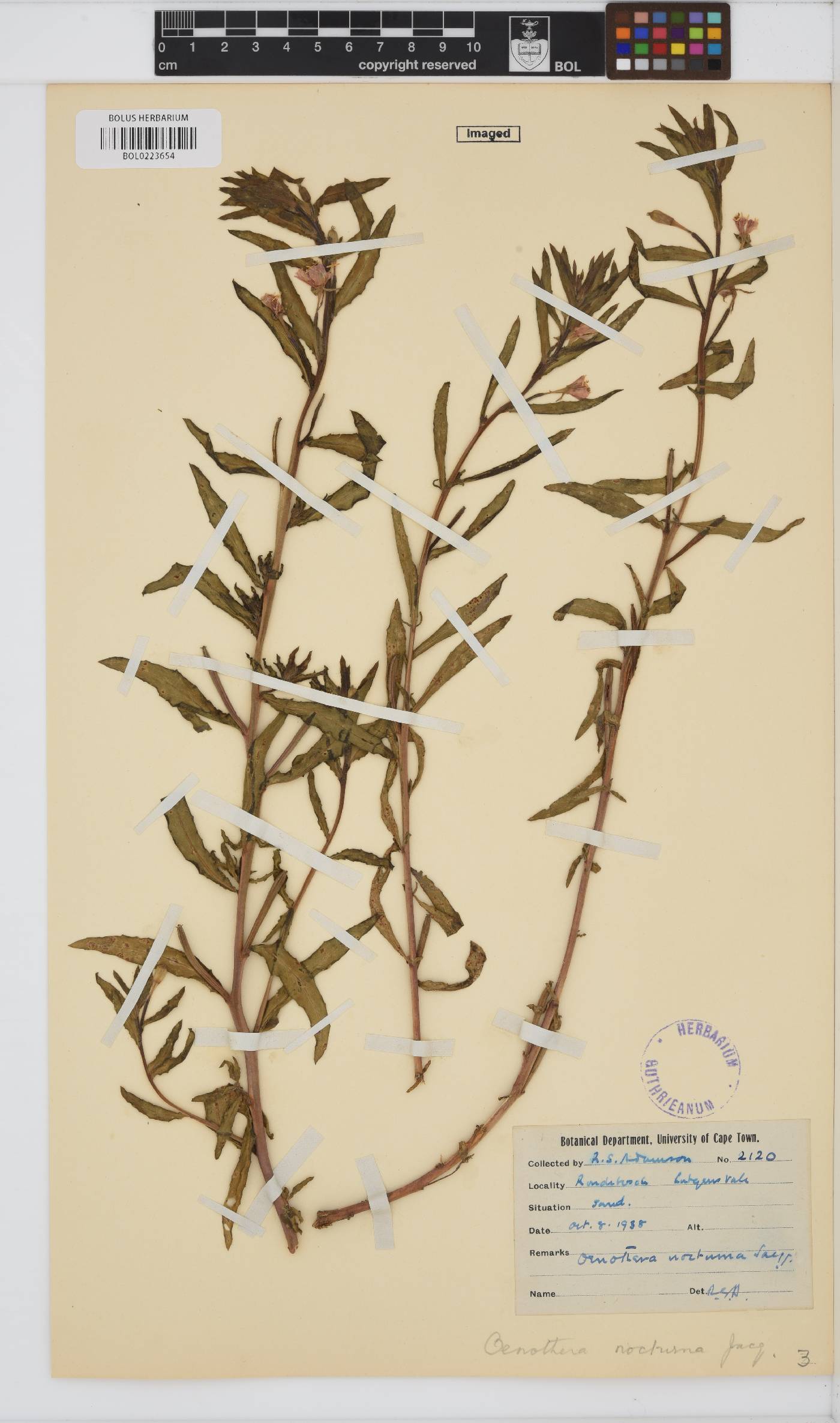 Oenothera nocturna image