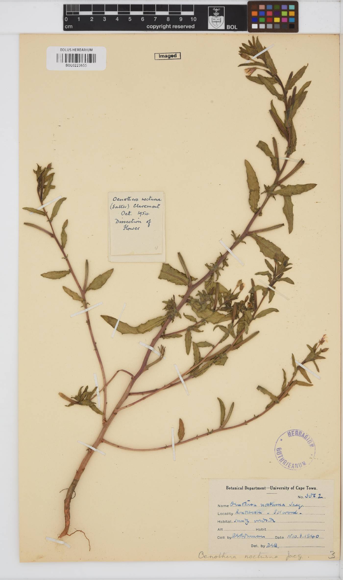 Oenothera nocturna image
