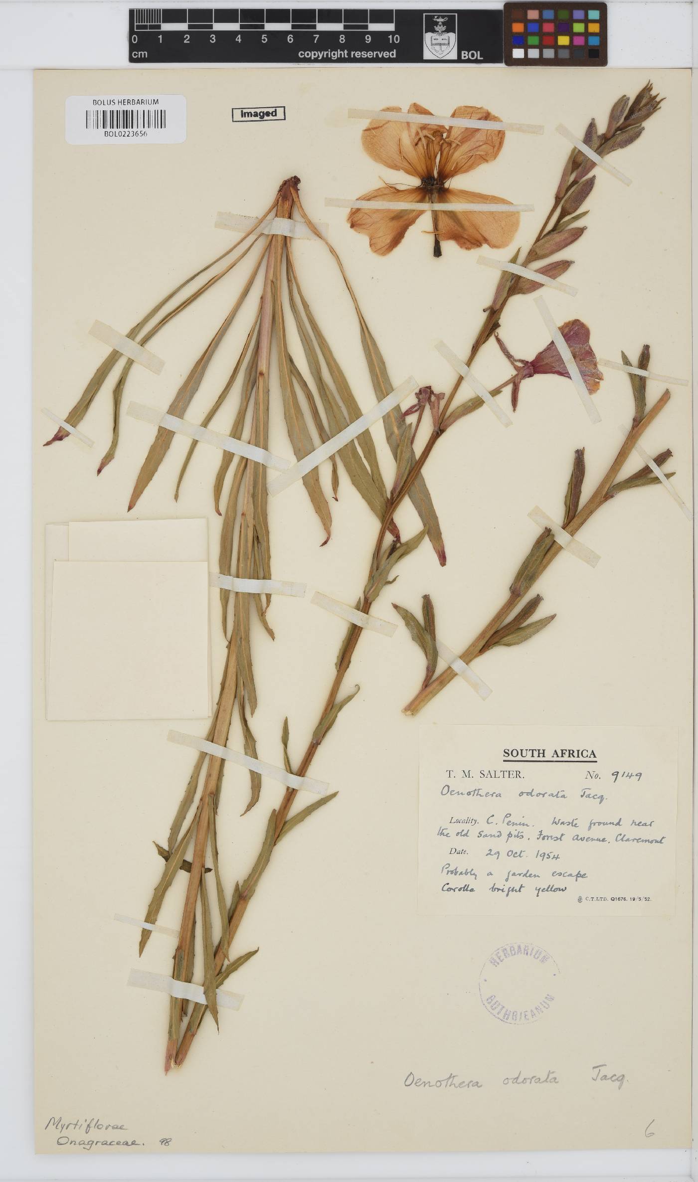 Oenothera odorata image