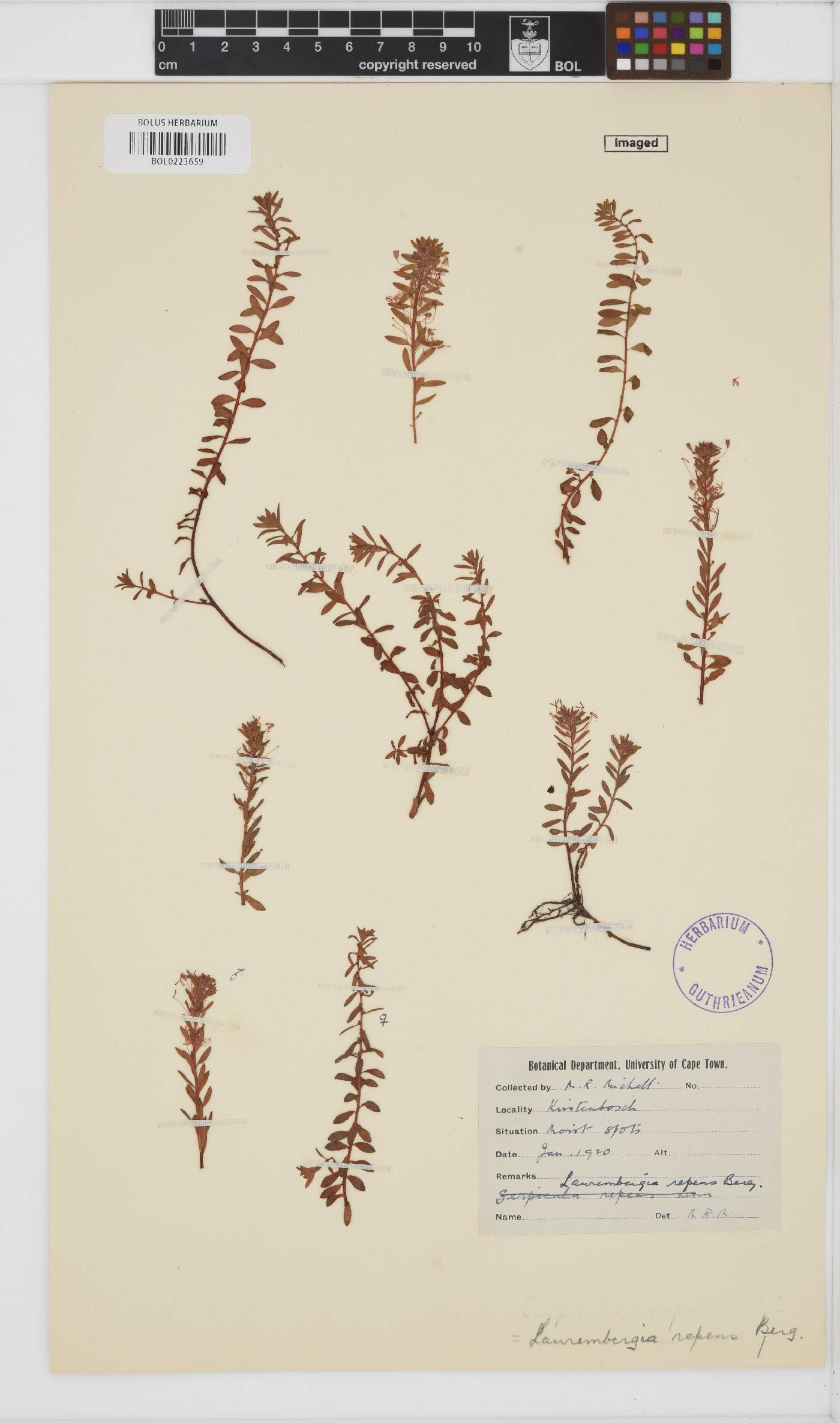 Laurembergia repens image