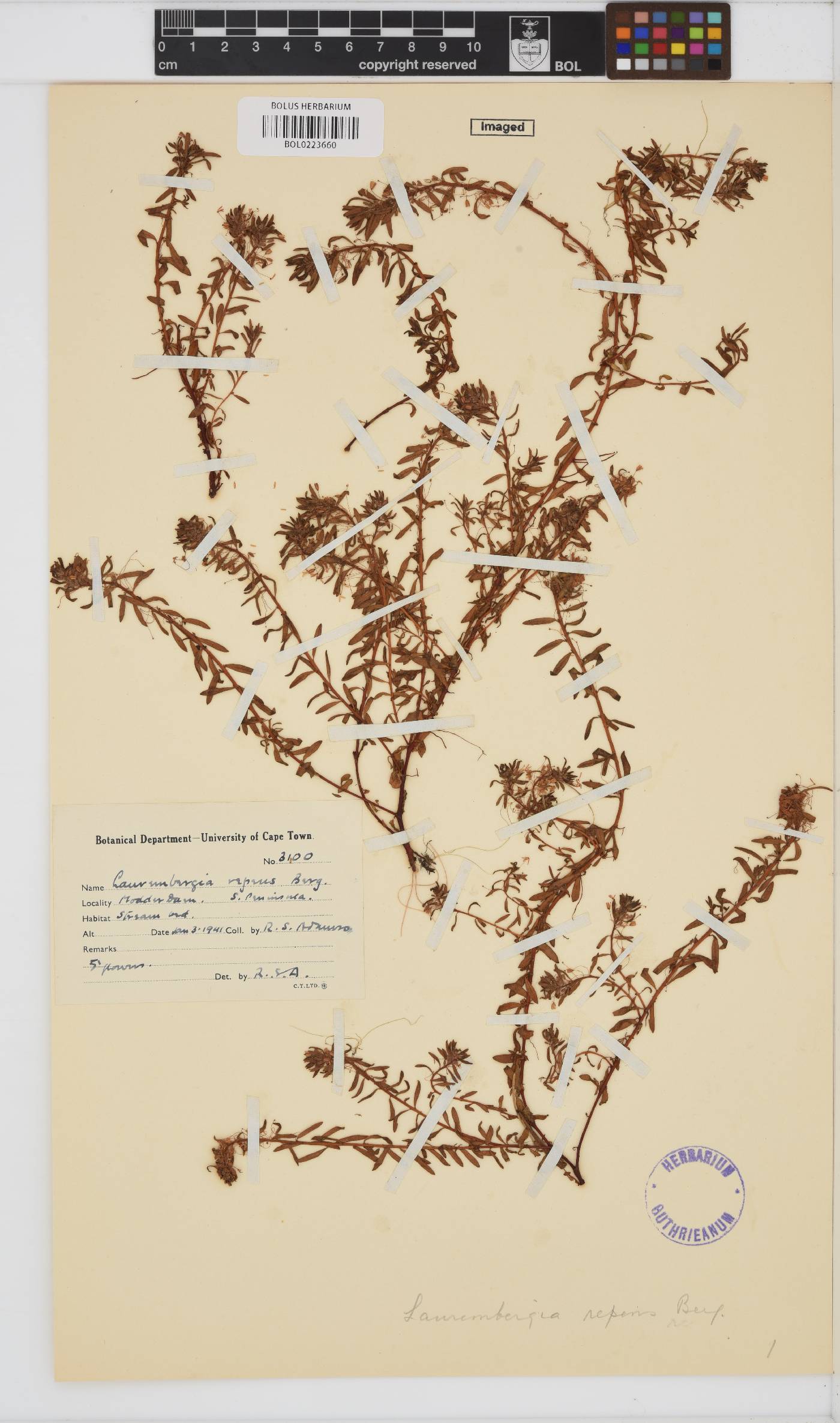 Laurembergia image