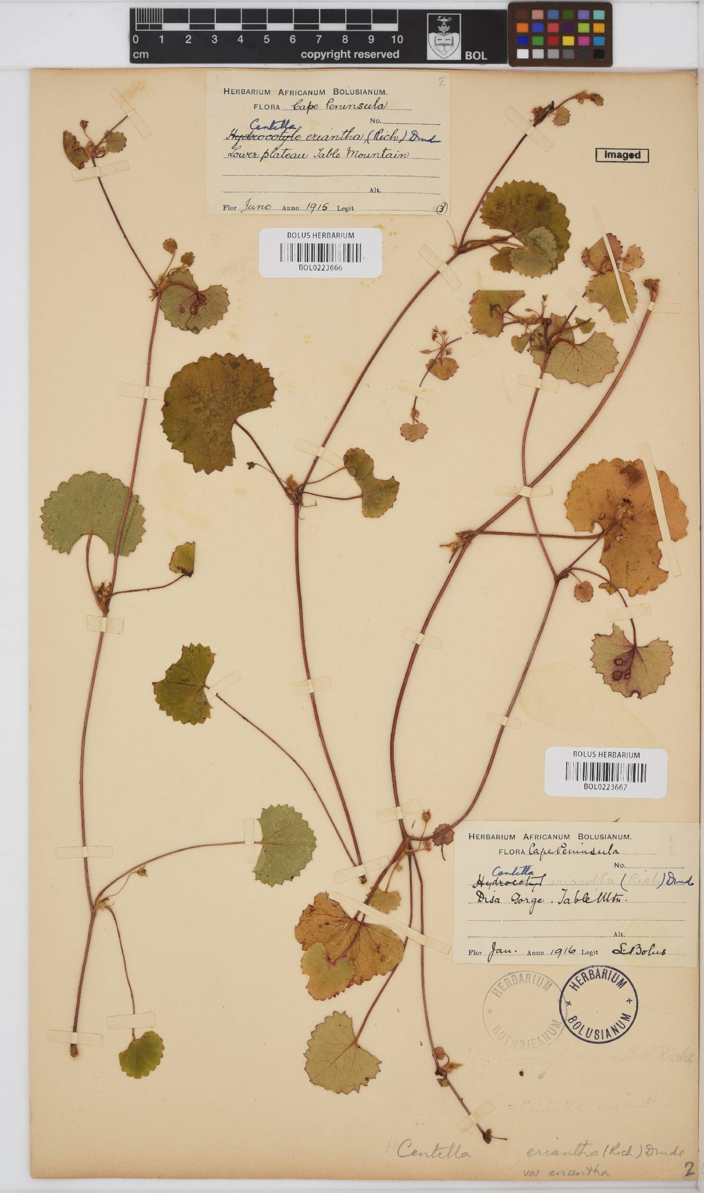 Centella eriantha image