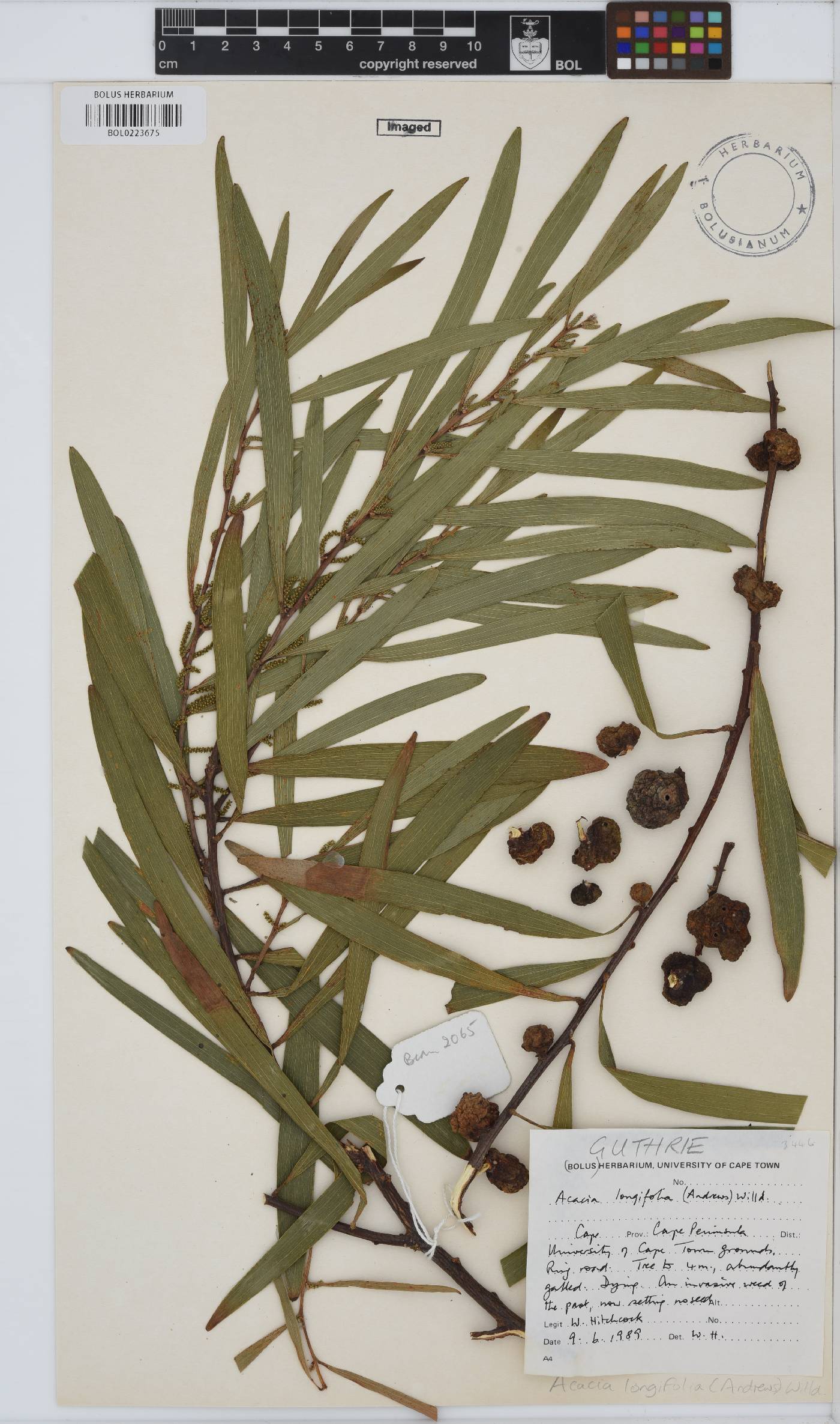 Acacia longifolia image