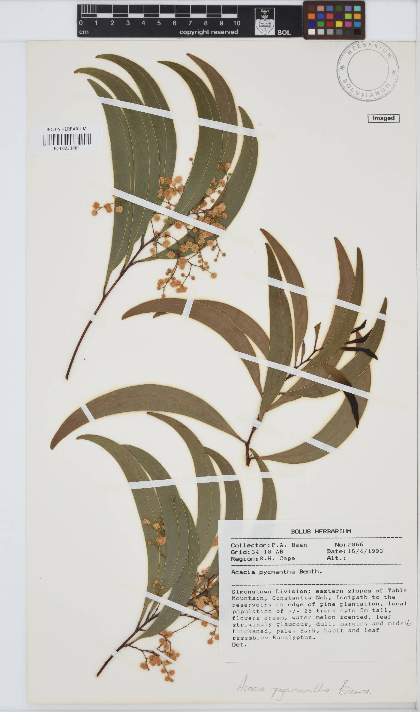 Acacia pycnantha image