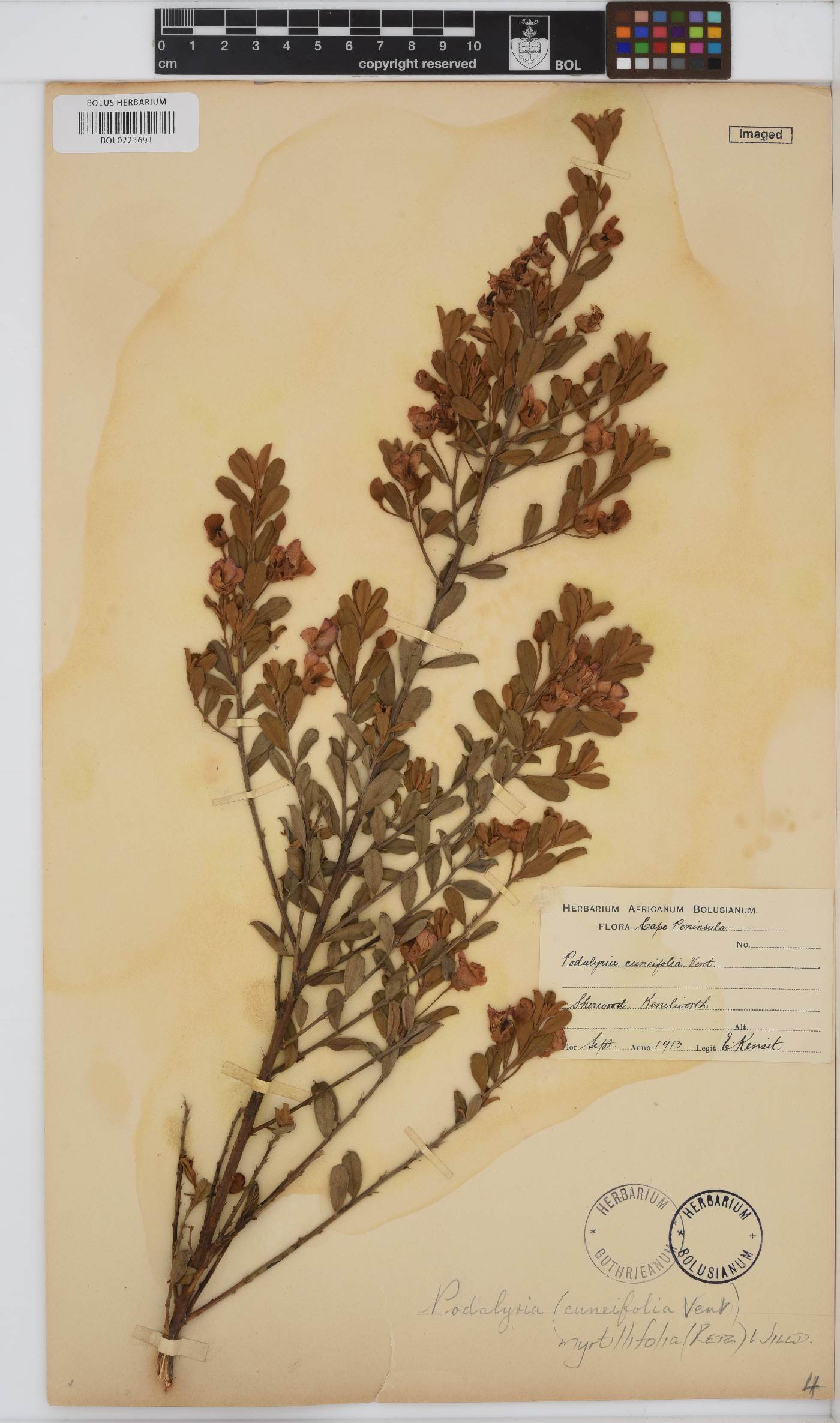 Podalyria myrtillifolia image