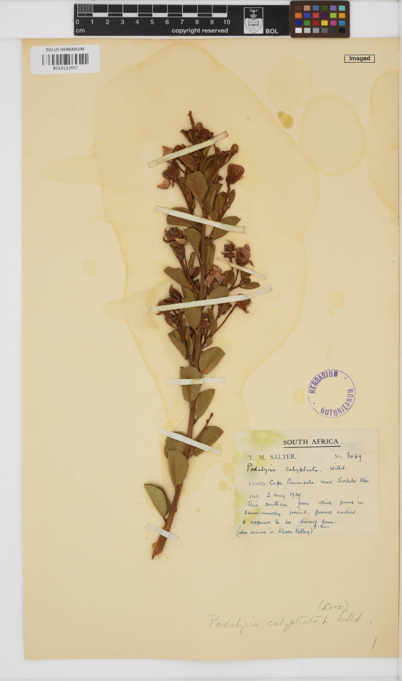 Podalyria calyptrata image