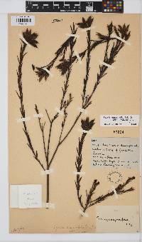 Liparia angustifolia image