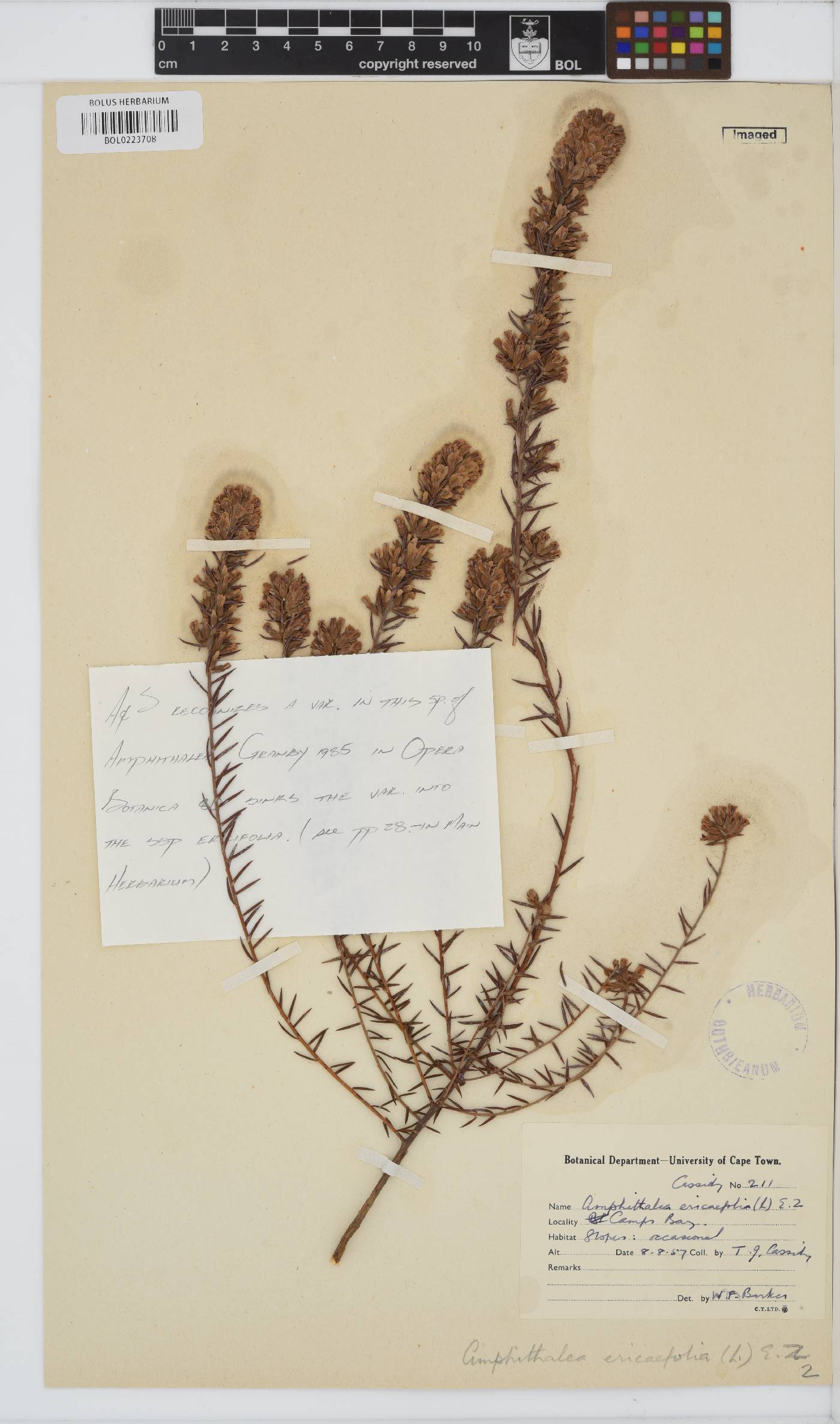 Amphithalea ericifolia subsp. ericifolia image