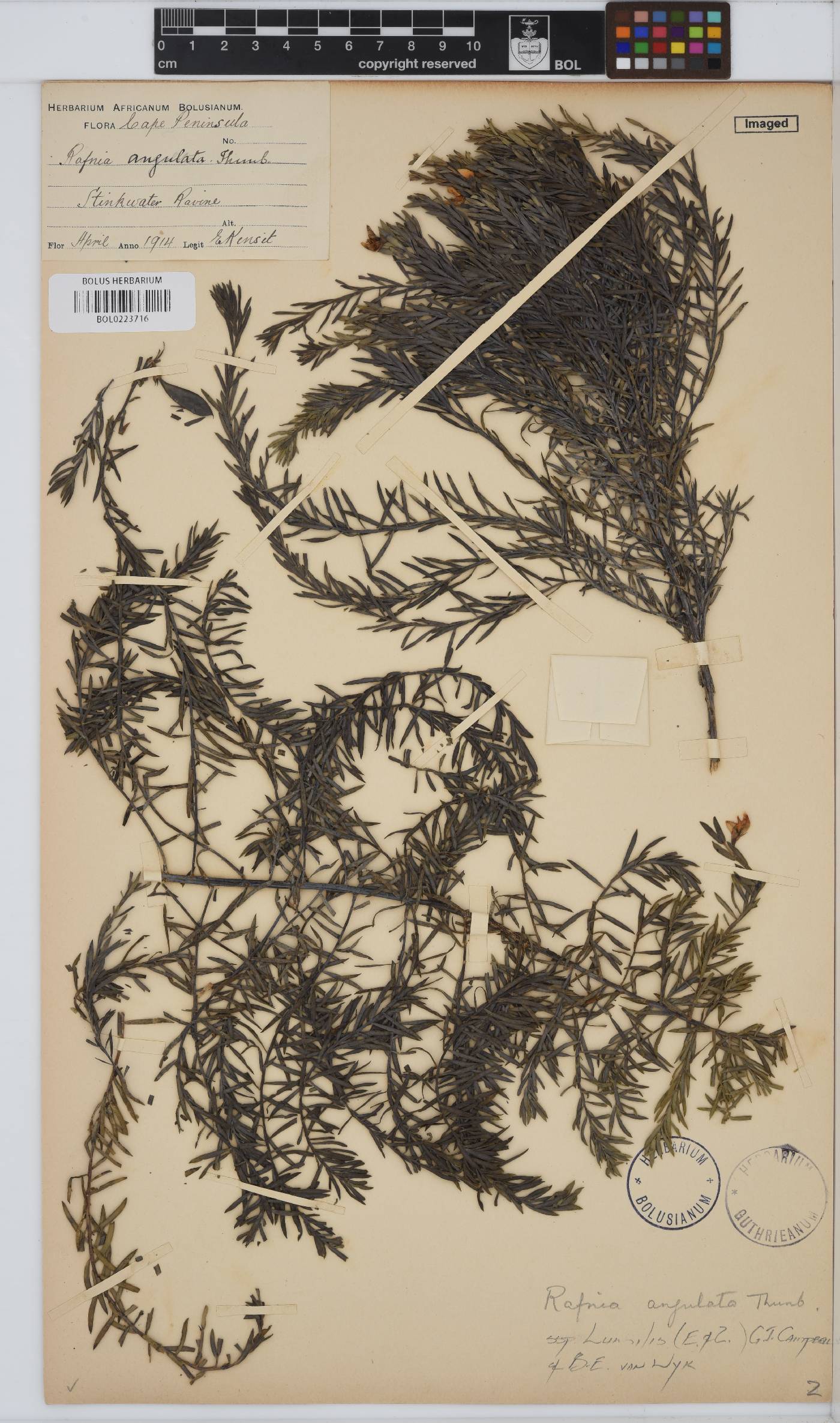 Rafnia angulata subsp. humilis image
